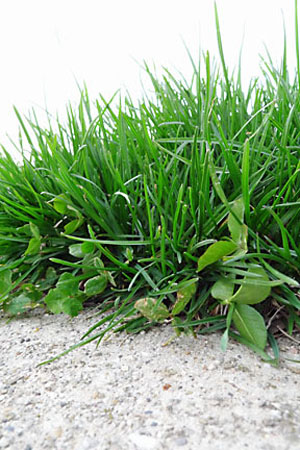 grass-P1000243