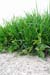 grass-P1000243